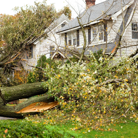 emergency tree removal