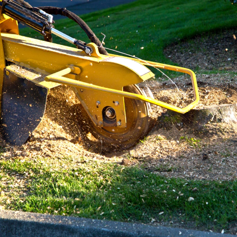 stump grinding