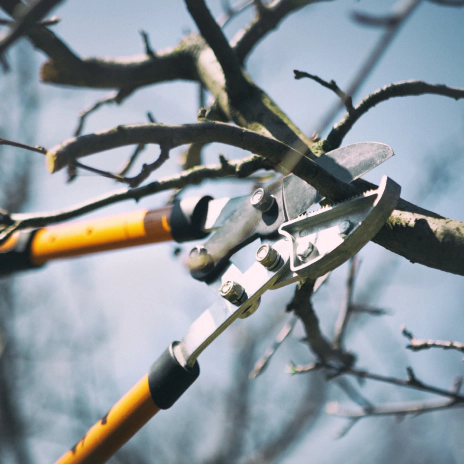 tree pruning