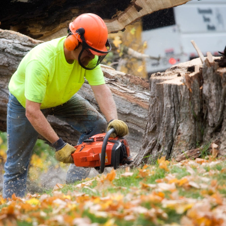 tree removal services
