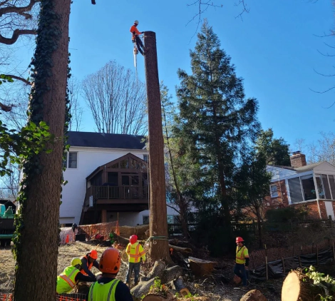tree services